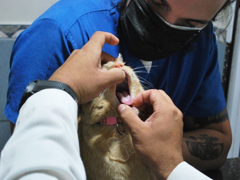 Tierarztpraxis Projekt