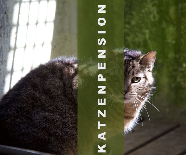 Tierarztpraxis Projekt