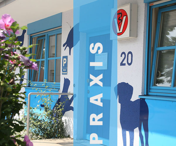 Tierarztpraxis Projekt